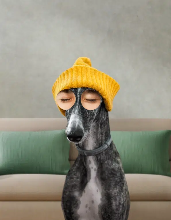 Куче хрътка (greyhound) с жълта шапка и покрити очи в състояние на пълен релакс.