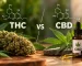 THC срещу CBD – каква е разликата между двата канабиноида