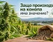 Защо произходът на конопа има значение?